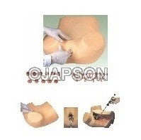 Gynecological Examination Model Gynecological Examination Model